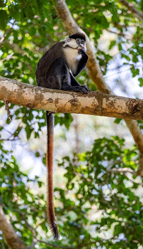 Red-tailed guenon or Congo white-nosed guenon (Cercopithecus ascanius schmidti), feeding, sitting on a tree, Bigodi, Western Region, Uganda