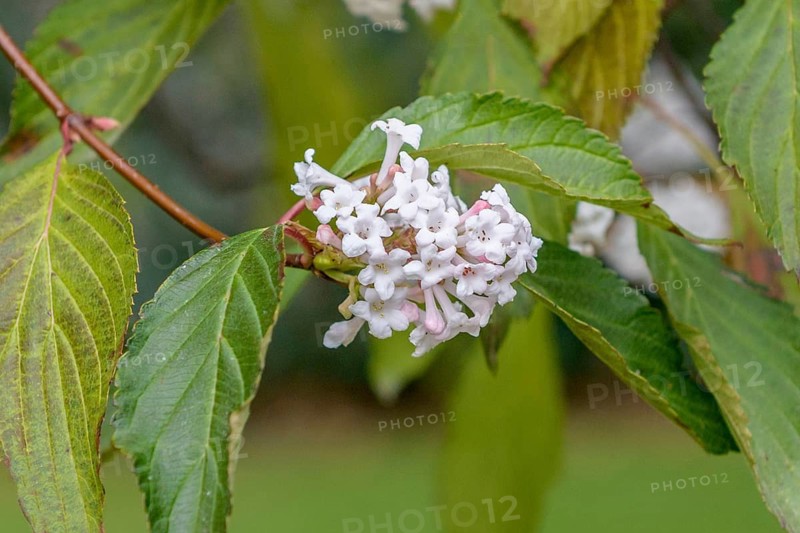 Fragrant snowball (Viburnum farreri), Germany
