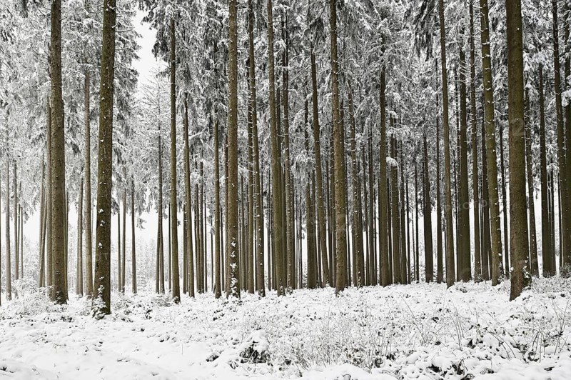 Deep snow-covered coniferous forest, Horben, Canton Aargau, Switzerland