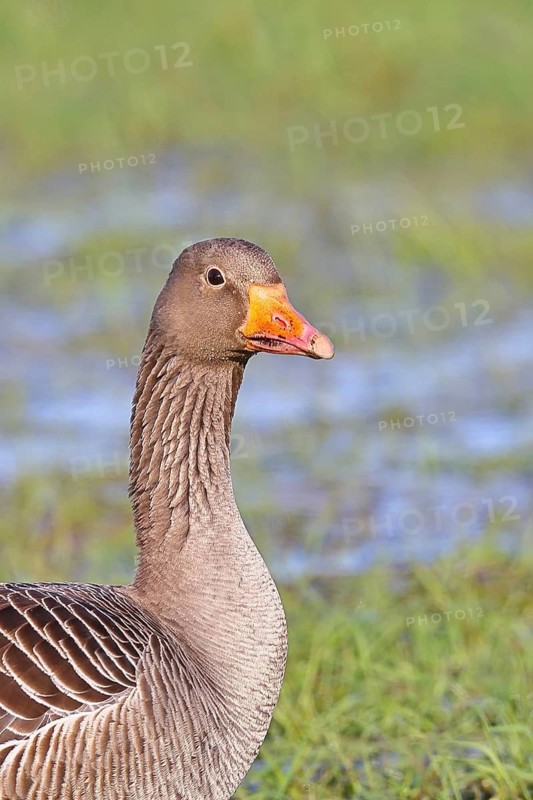 Greylag Goose (Anser anser), close-up, Ochsenmoor, Lower Saxony, Germany