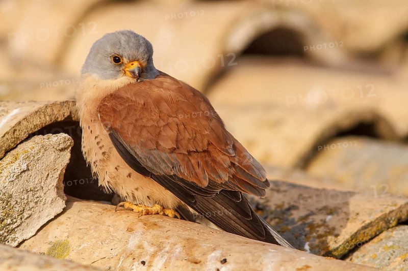 Lesser Kestrel (Falco naumanni), male on roof, Castile-La Mancha