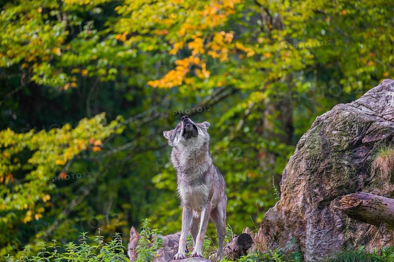 An adult male eurasian gray wolf (Canis lupus lupus) stands on a log and shakes off the water of his fur