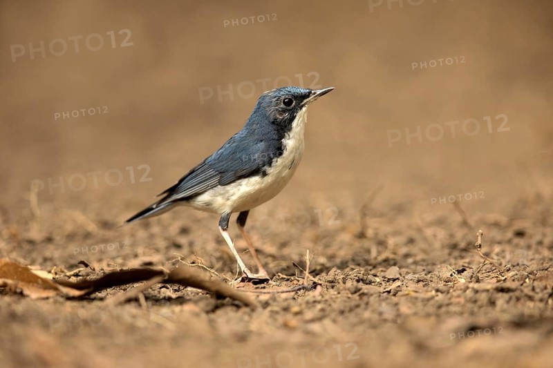 Siberian Blue Robin (Larvivora cyane) male perched on the ground, Bidoup National Park, Vietnam