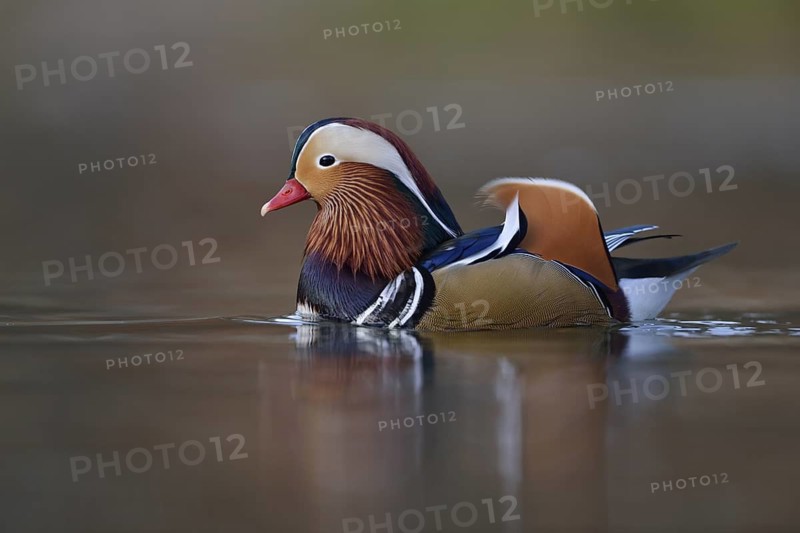 Mandarin Duck (Aix galericulata) male, North Rhine-Westphalia, Germany