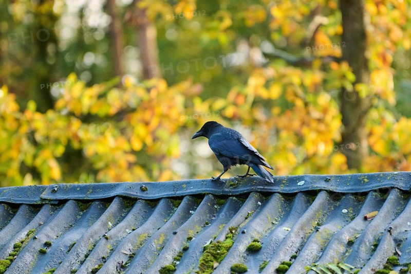 Carrion crow (Corvus corone) sitting on a roof top, Bavaria, Germany
