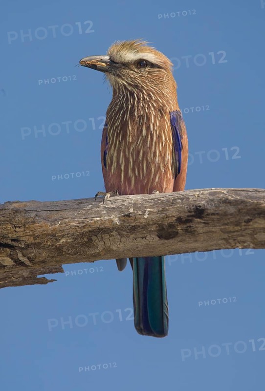 Purple Roller (Coracias naevius), Waterberg National Park, Namibia