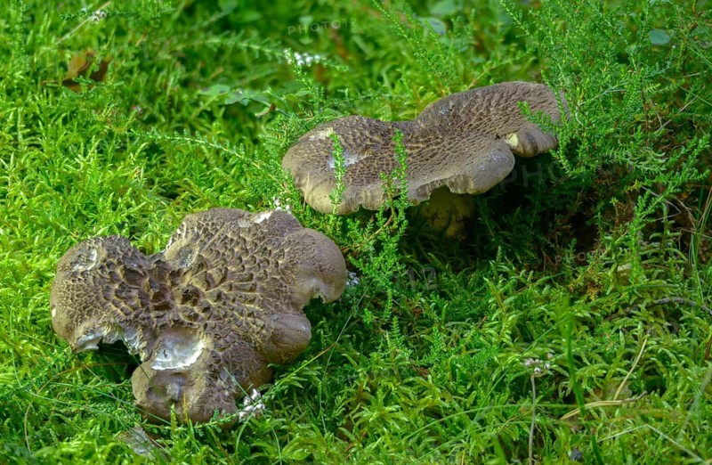 Brown deer tongue, spruce hawk mushroom, hawk mushroom, hawk sponge, hawk spinger, hawk stubble mushroom, hydnum badium, deer mushroom, hydnum badium, deer mushroom, sarcodon imbricatus, scaly spiked sponge, fungi, mushrooms, scaly hedgehog, shingled hedgehog
