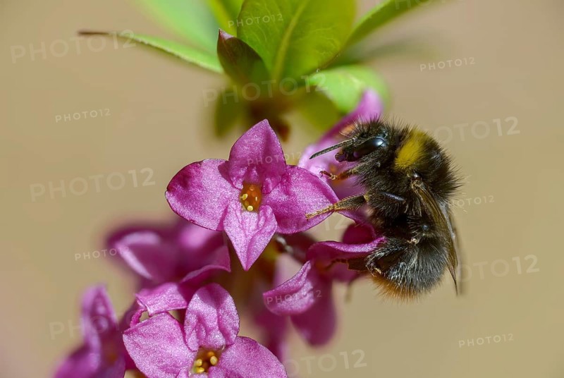 Apidae, bees, Bombus pratorum, Daphne mezereum, real daaphne, February Daphne, common dappy, hymenoptera, cellar neck, small forest bumblebee, sparrow tongue, thymelaeaceae, meadow bumblebee, early bumblebee, early bumblebee, early nesting bumblebee, early nesting bumblebee, early nesting bumblebee, flora, spring, bumblebee, insects, mezereon, mezereum, plants, plants, spring, spurge laurel, spurge olive