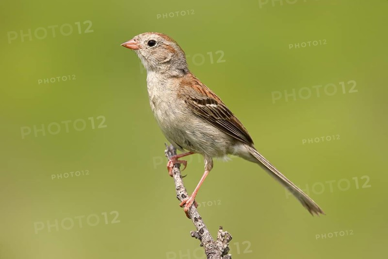 Field Sparrow Spizella pusilla Tall Grass Prairie Preserve, Pawhaska, Oklahoma, United States 7 July Adult EMBERIZIDAE