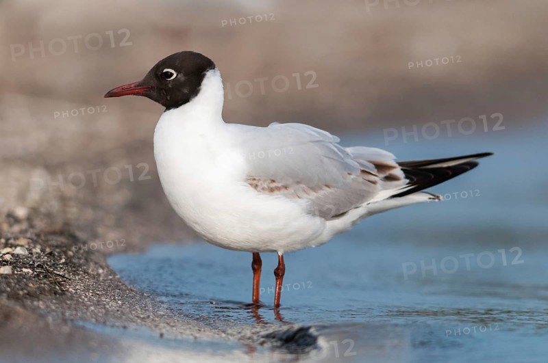 Black-headed gull, Chroicocephalus ridibundus, black-headed gull, Larus ridibundus, birds, charadriiformes, gulls, immaturus, limikolen, seagulls, immature, birds