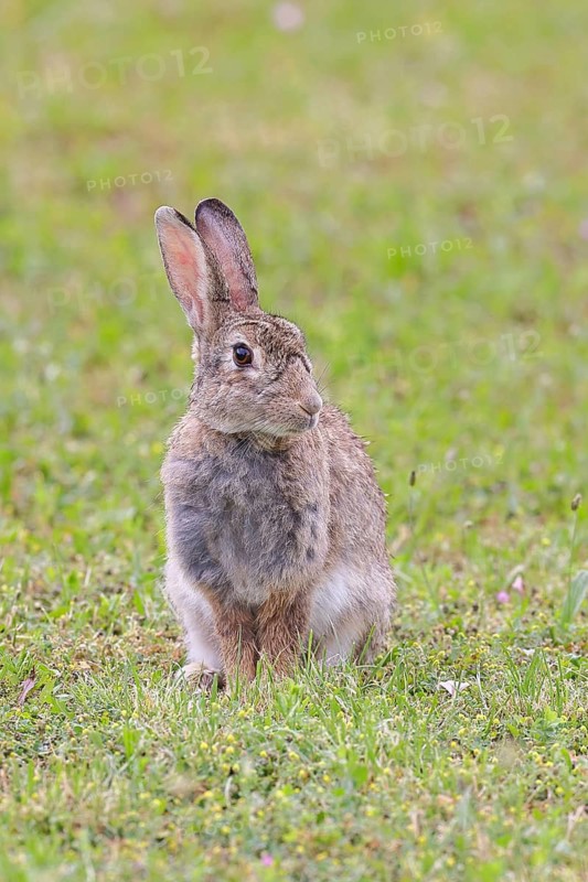 Wild rabbit (Oryctolagus cuniculus), sitting in a meadow, adult, alert, wildlife, animals, rodent, Podersdorf, Lake Neusiedl-Seewinkel National Park, Burgenland, Austria