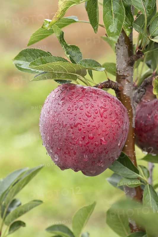 Apple (Malus domestica 'Starking'), Bundessortenamt Prüfstelle Wurz, Germany