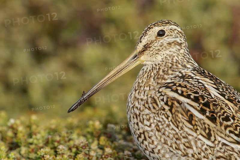 Magellanic Snipe (Gallinago magellanica magellanica) on the ground in the Falkland Islands