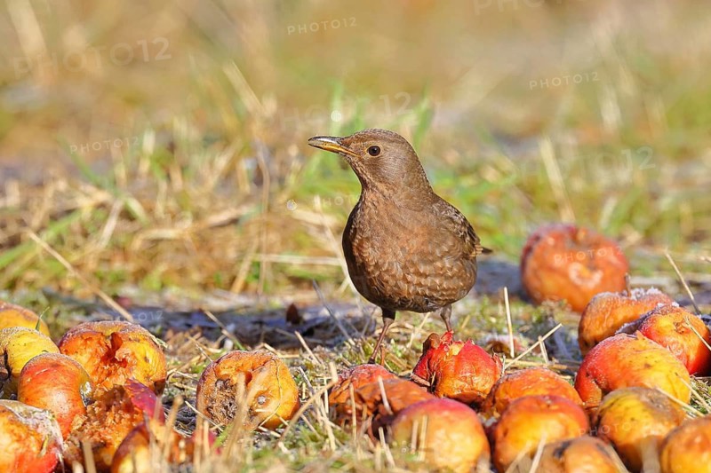 Blackbird (Turdus merula), female, sitting among fallen fruit, apples, in an orchard meadow, Wilnsdorf, North Rhine-Westphalia, Germany
