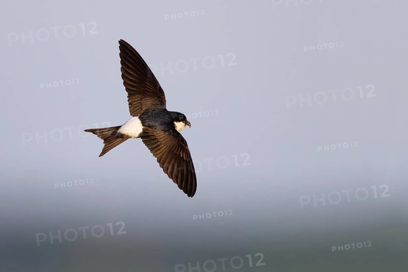 Common House Martin (Delichon urbicum) flying, Mecklenburg-Western Pomerania, Germany