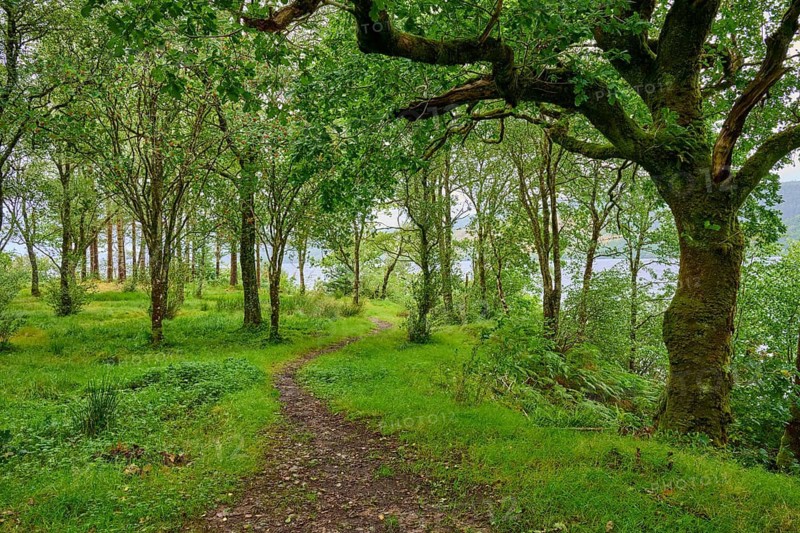 A narrow path snakes through a green forest, Loch Awe, Scotland, United Kingdom, Great Britain