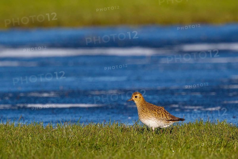 European Golden Plover (Pluvialis apricaria), Netherlands