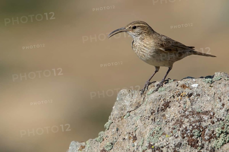 Scale-throated Earthcreeper (Upucerthia dumetaria) perched on the ground in Chile