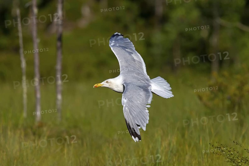 Herring Gull, Animals, Birds, Family of Gulls, (Larus argentatus), Aerial view, Lentiira, Lentiira Kuhmo, Finland