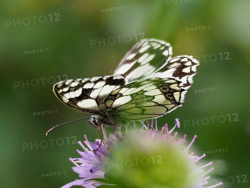 A butterfly with intricately patterned wings, the checkerboard butterfly (Melanargia galathea), visiting a purple flower, Goms, Canton of Valais, Switzerland