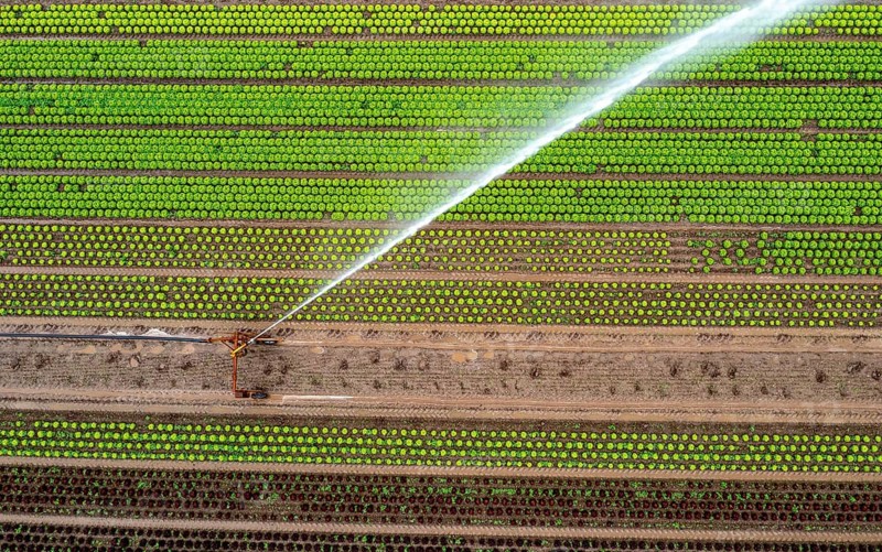 A field is artificially irrigated, water is sprayed onto the field via an irrigation system, field with different lettuce plants, in different stages of growth, North Rhine-Westphalia, Germany