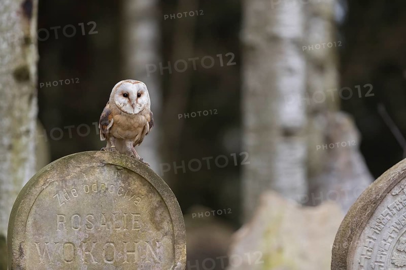 One barn owl (Tyto alba) perched on a very old gravestone in a forest. Green vegetation in the background