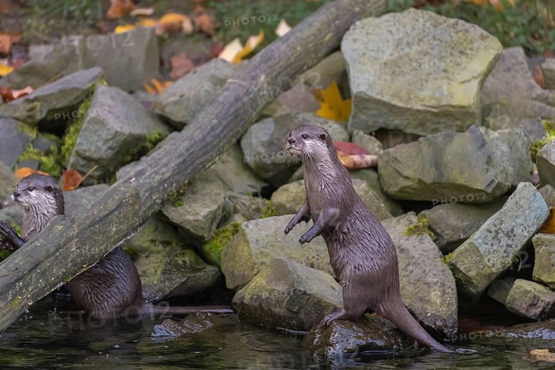 One oriental small-clawed otter or Asian small-clawed otter (Aonyx cinerea), balancing standing tall on a rock that is lying in the water of a small creek. A second otter is sitting close by