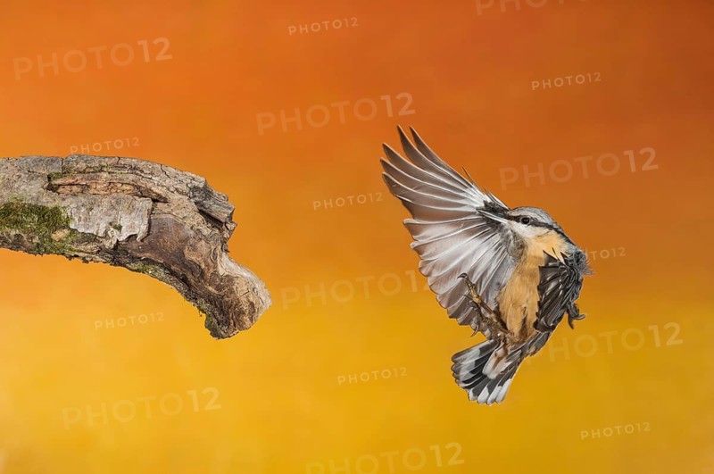 Eurasian Nuthatch (Sitta europaea) landing on a branch, Aosta Valley, Italy
