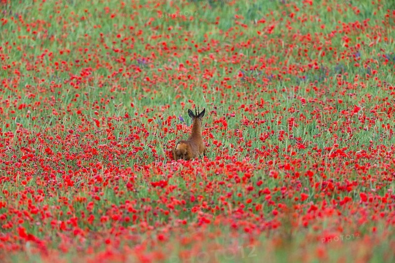 Roe Deer (Capreolus capreolus), male or buck, running through a field of poppies, Hesse, Germany