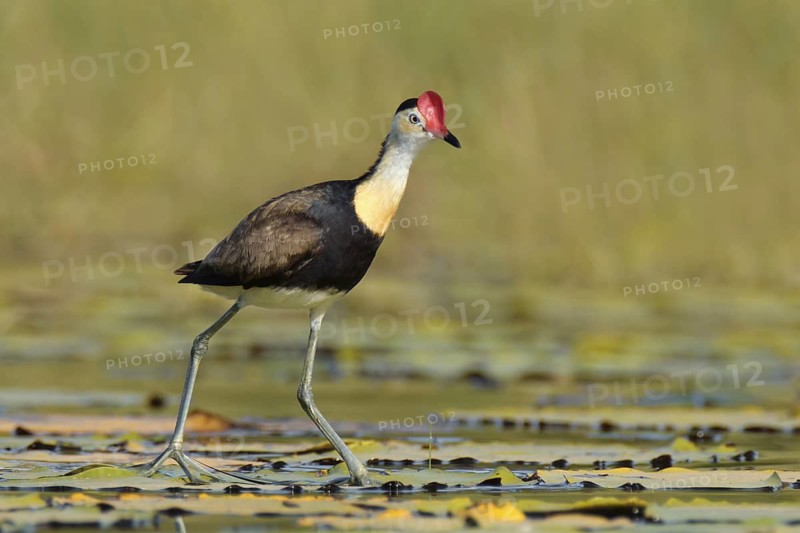 Comb-crested Jacana (Irediparra gallinacea), Queensland, Australia