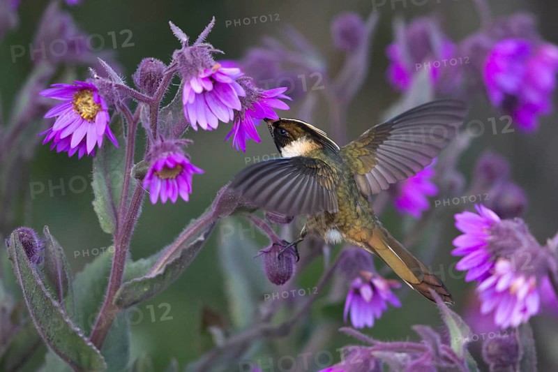 Buffy Helmetcrest (Oxypogon stuebelii) male feeding on flower nectar, Los Nevados National Park, Colombia