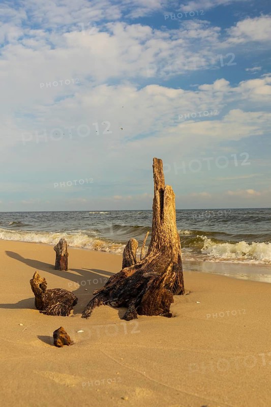 Beach at sunrise, close to Stegna, a village in Nowy Dwór Gdanski County, Pomeranian Voivodeship, in northern Poland. Driftwood in early morning light