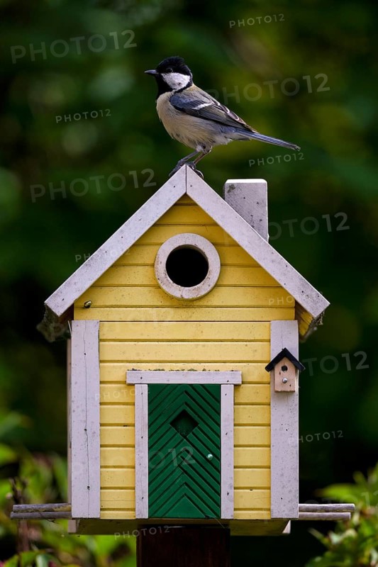 Great tit (Parus major) sitting on yellow bird house, bird house, nesting box, Swedish house, Stuttgart, Baden-Württemberg, Germany
