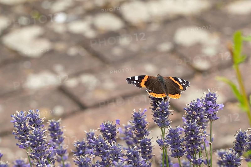Red admiral butterfly (Vanessa atalanta) adult insect feeding on Lavender flowers in a garden, England, United Kingdom