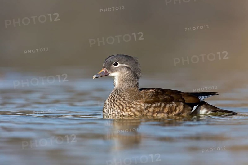 Mandarin duck, (Aix galericulata), animals, birds, duck birds, females, ducks, forest park, Mannheim, Baden-Württemberg, Federal Republic of Germany