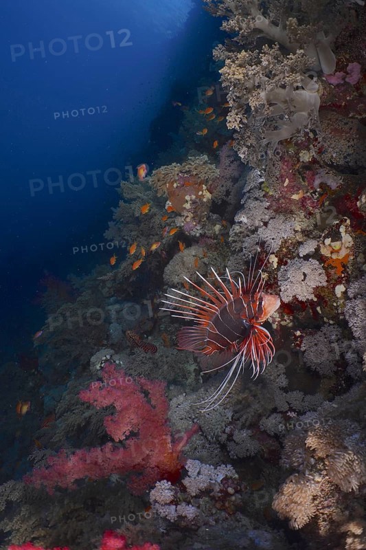 Ray lionfish (Pterois radiata)