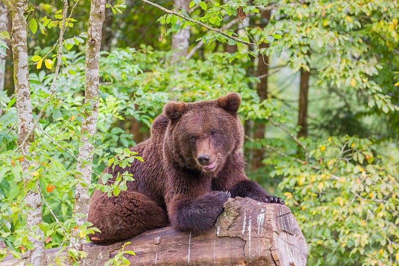 A young male Eurasian brown bear (Ursus arctos arctos) rests on a rotting log lying on the ground