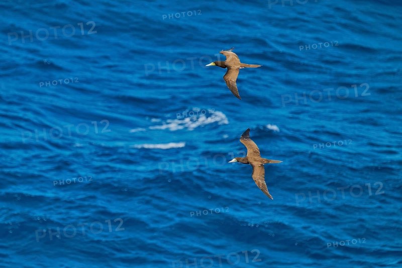 White-bellied booby in flight (Sula leucogaster) Caribbean