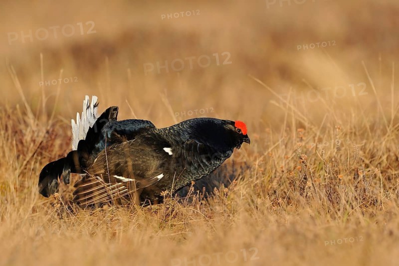 Black Grouse at a Lek. Sweden. Black grouse on the courtship. swedes