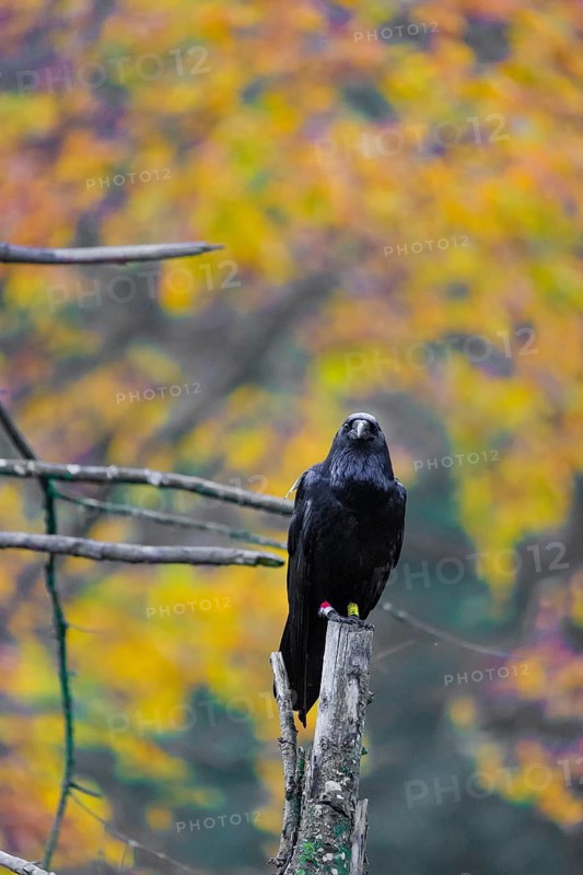 One common raven (Corvus corax) sits on a twig of a dead tree with fall foliage in the background