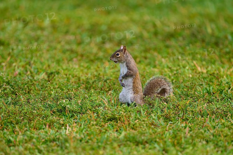 American grey squirrel (Sciurus carolinensis), sitting on a green meadow and looking around curiously, Pembroke Pines, Florida, USA