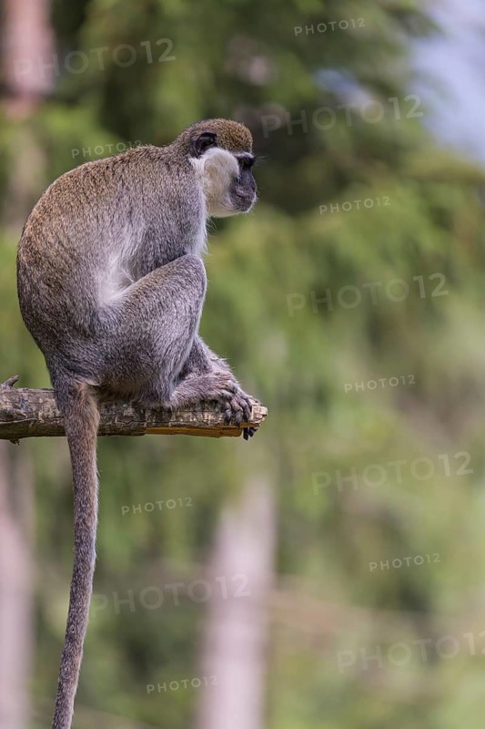 One grivet (Chlorocebus aethiops) sitting on the branch of a tree. Green vegetation in the background