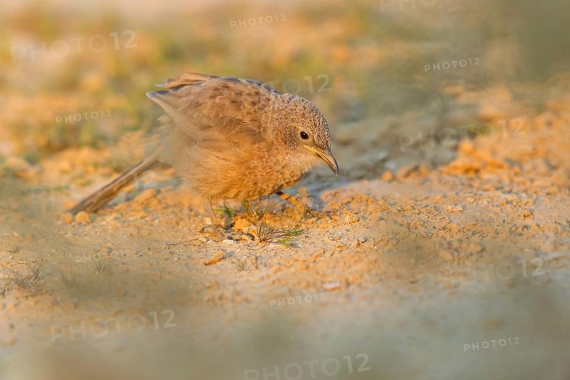 Graudrossling, Arabian Babbler, Turdoides squamiceps, Cratérope écaillé, Tordalino Arábigo