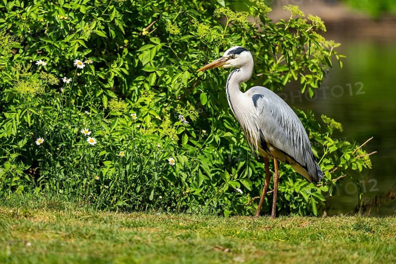 Grey heron (Ardea cinerea) standing on the grass at the shore of a lake, wildlife, Bavaria, Germany