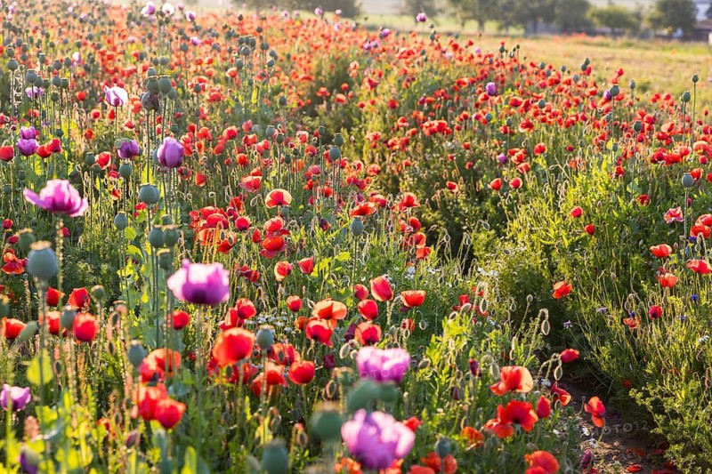 Single flowers of the blue poppy (Papaver somniferum), in a field with corn poppy (Papaver rhoeas), Callenberg, Saxony, Germany