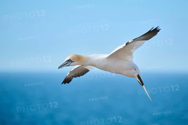 Northern gannet (Morus bassanus) flying in the sky, wildlife, Helgoland, Germany