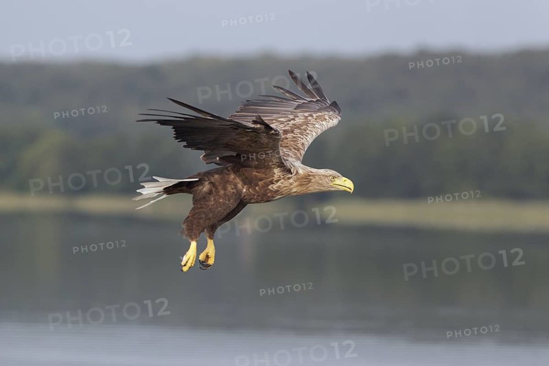 Seeadler; lat. Haliaeetus albicilla; Männchen im Flug über dem See mit Wald im Hintergrund