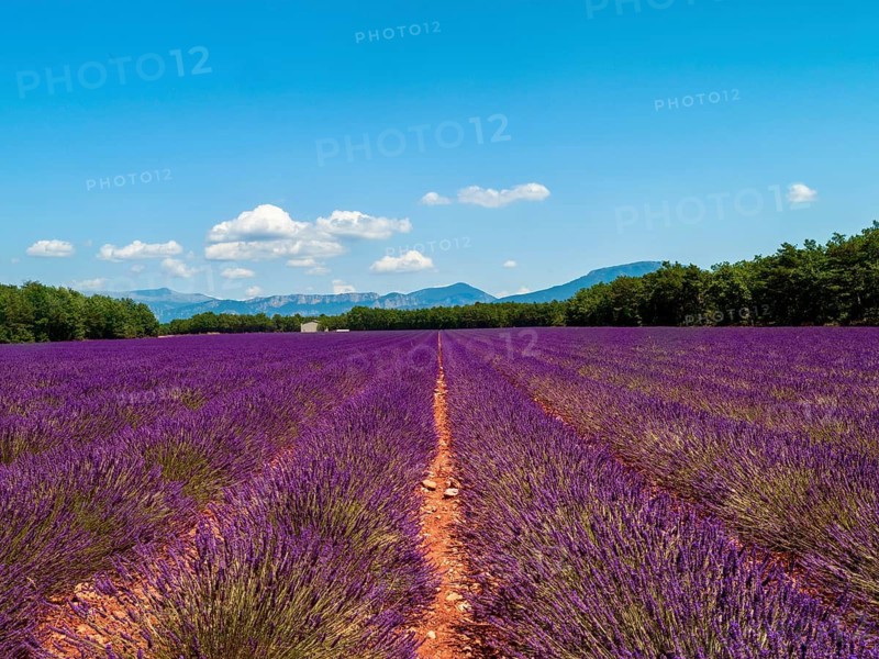 Lavender field, near Valensole, Plateau de Valensole, Alpes-de-Haute-Provence, Provence, France