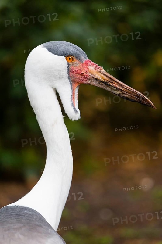 Wattled crane (Bugeranus carunculatus) portrait of adult male bird, native to East and South Africa, captive, Germany