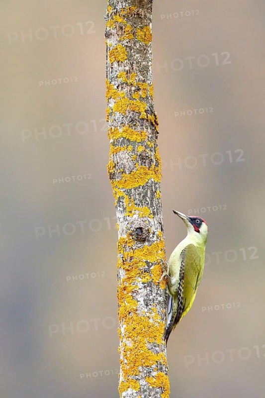 European Green Woodpecker (Picus viridis) male, Grisons, Switzerland